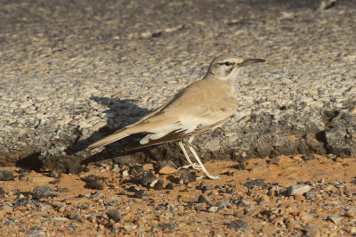 Greater hoopoe lark