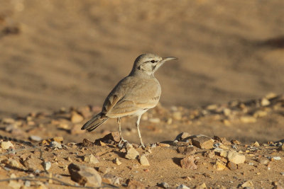 Greater hoopoe lark