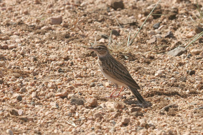 Sabota lark