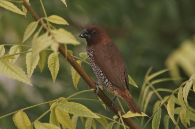 Scaly-breasted munia