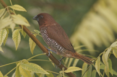 Scaly-breasted munia