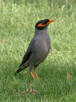 Bank myna