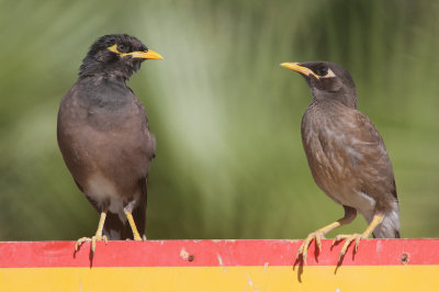 Common myna