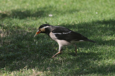 Pied myna