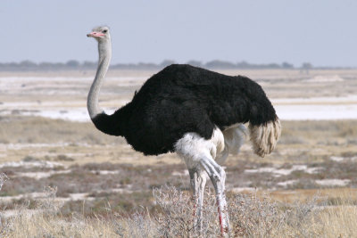Ostriches - Pheasants (5)