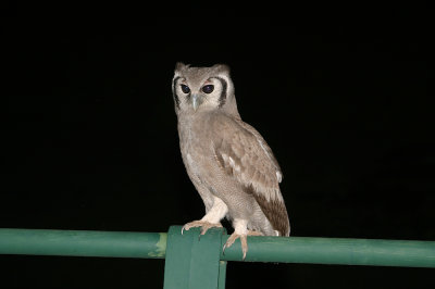 Verreaux's eagle owl