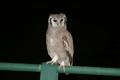 Verreaux's eagle owl