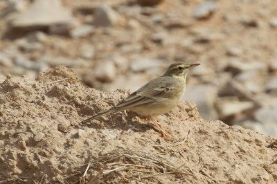 Long-billed pipit