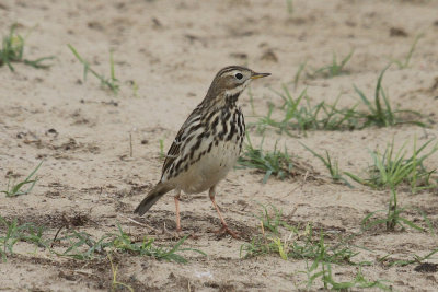 Red-throated pipit