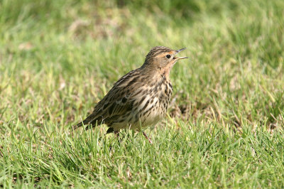 Red-throated pipit