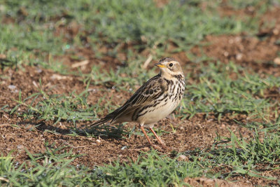 Red-throated pipit