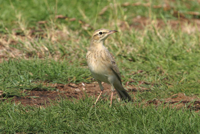 Tawny pipit