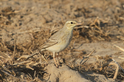 Tawny pipit