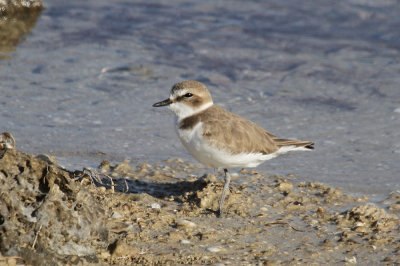 Common ringed plover