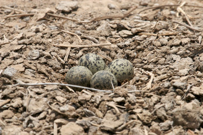 Red-wattled plover