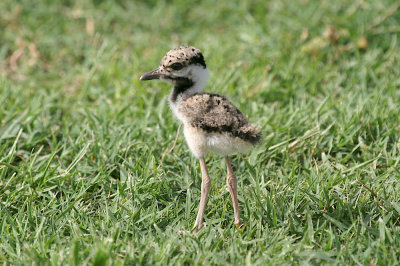 Red-wattled plover