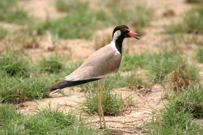 Red-wattled plover