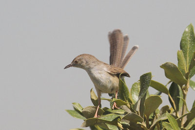 Graceful prinia