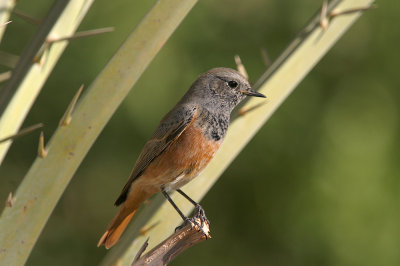 Black redstart