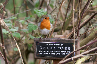 European robin