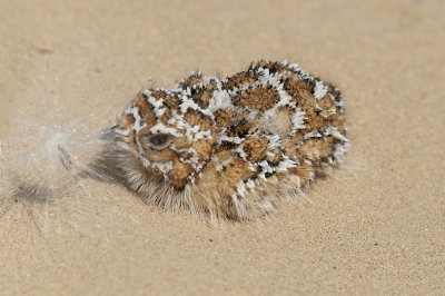 Chestnut-bellied sandgrouse