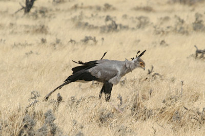 Secretarybird