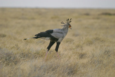 Secretarybird