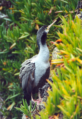Spotted shag