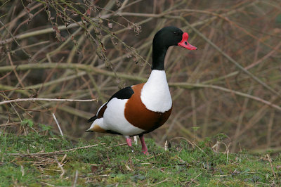 Common shelduck