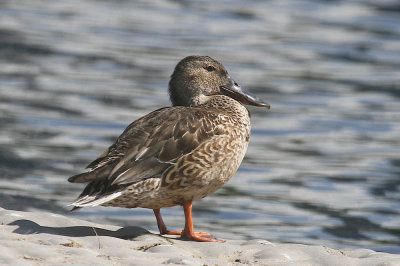 Northern shoveler