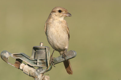 Daurian shrike