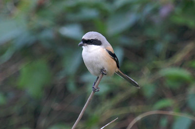 Long-tailed shrike