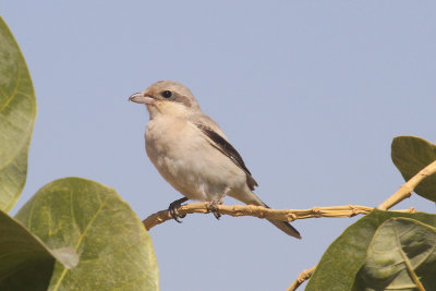 Steppe grey shrike