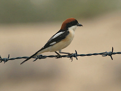 Woodchat shrike