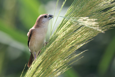 Indian silverbill