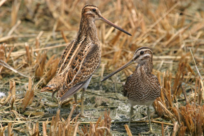 Common snipe