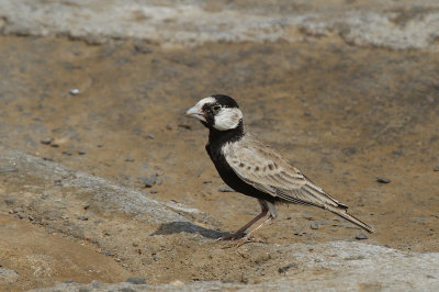 Black-crowned sparrow lark