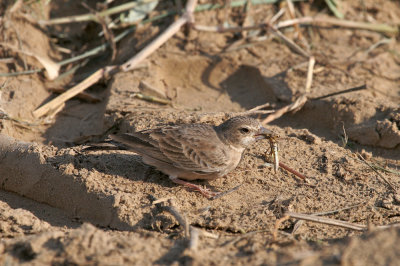 Black-crowned sparrow lark