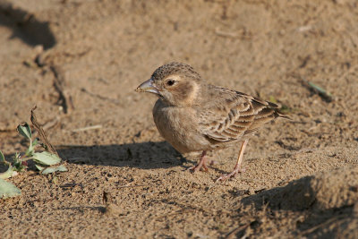 Black-crowned sparrow lark