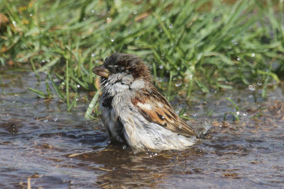 House sparrow