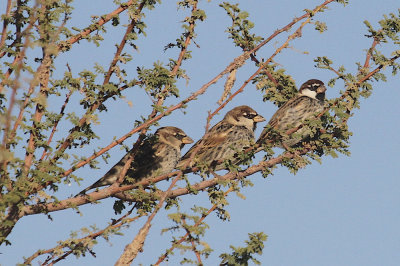 Spanish sparrow