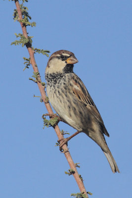 Spanish sparrow