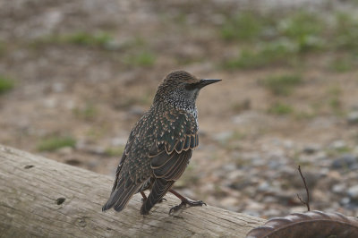 Common starling