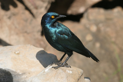 Greater blue-eared starling