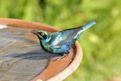 Greater blue-eared starling