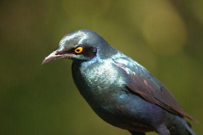 Greater blue-eared starling