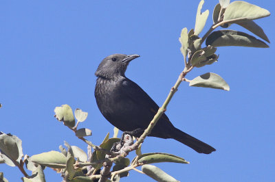 Tristram's starling