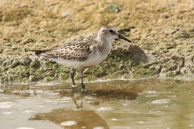 Little stint