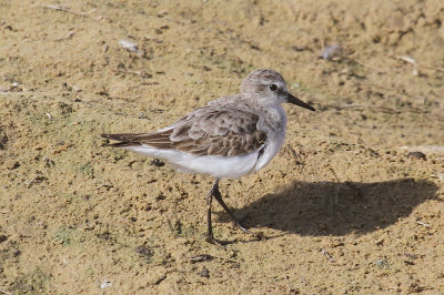 Little stint