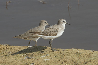 Little stint
